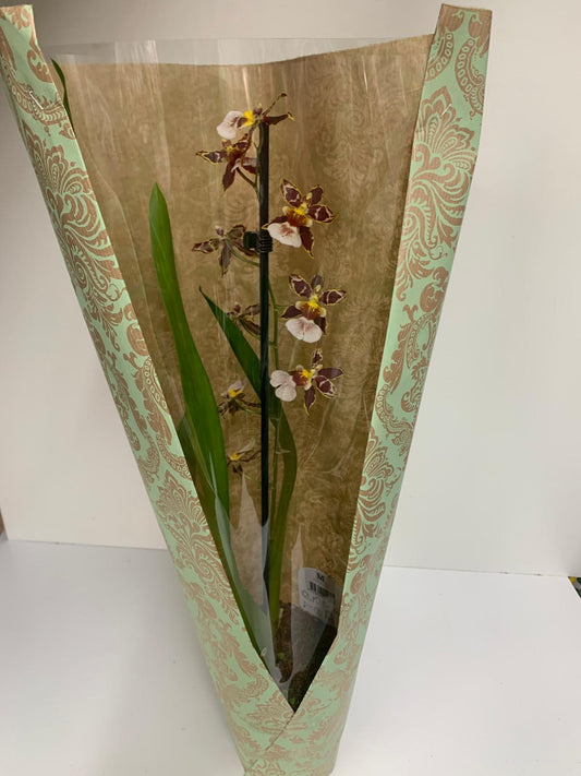 Orchidée Cambria "Mystique"