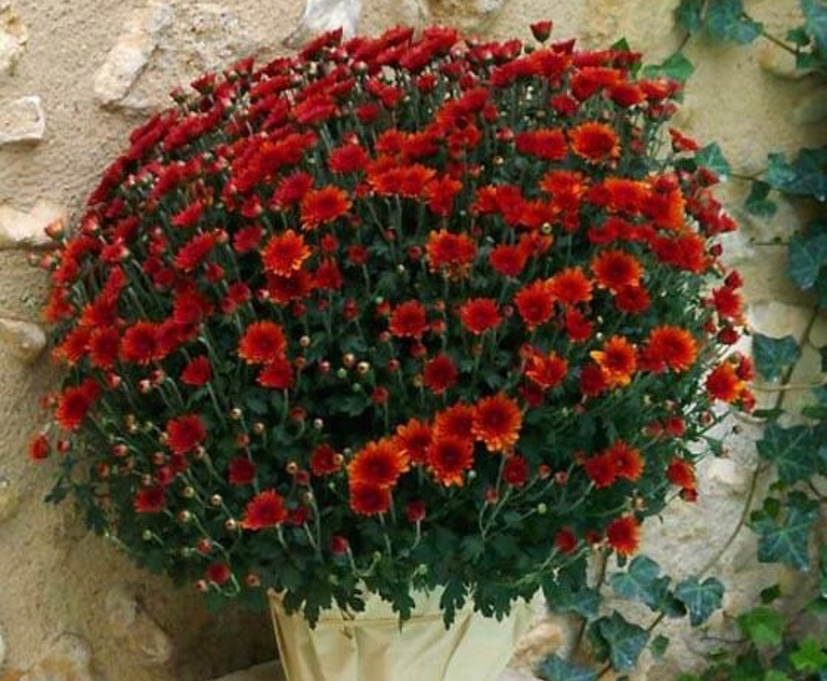 Chrysanthème rouge