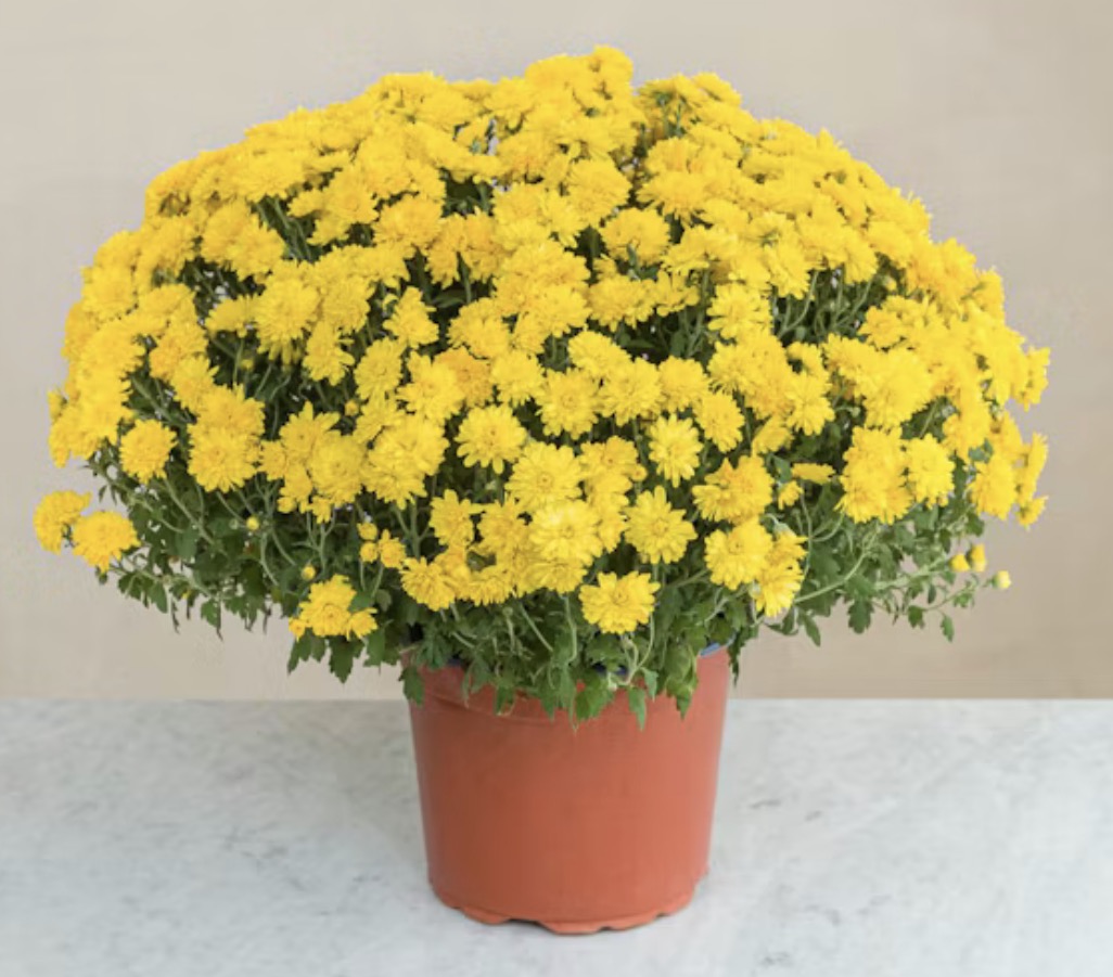 Chrysanthème