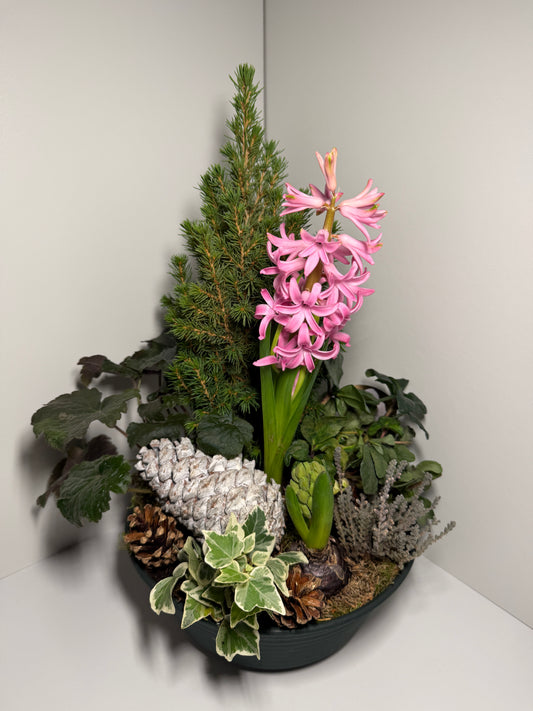 Composition végétale hivernale avec jacinthe rose et conifère