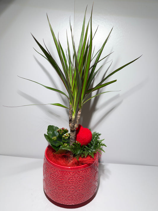 Potée de Plantes "Rouge Passion" – Dracaena & Pot Céramique
