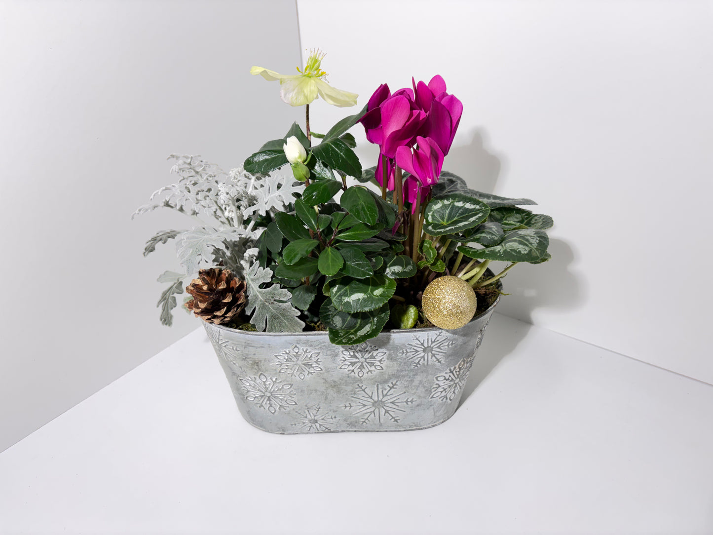 Composition végétale de saison – Cyclamen & Hellébore