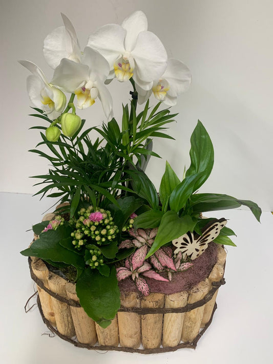 Composition "Jardin de Pureté" (Orchidée & Plantes Variées)