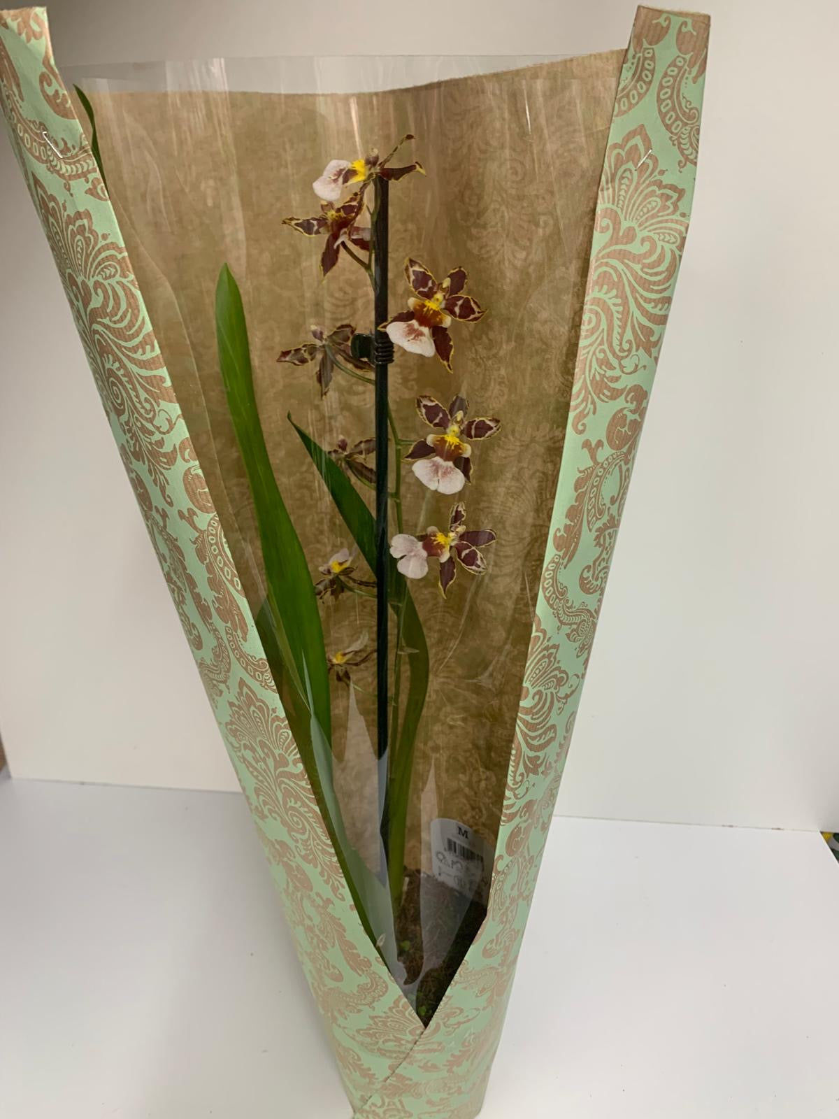 Orchidée Cambria "Mystique"