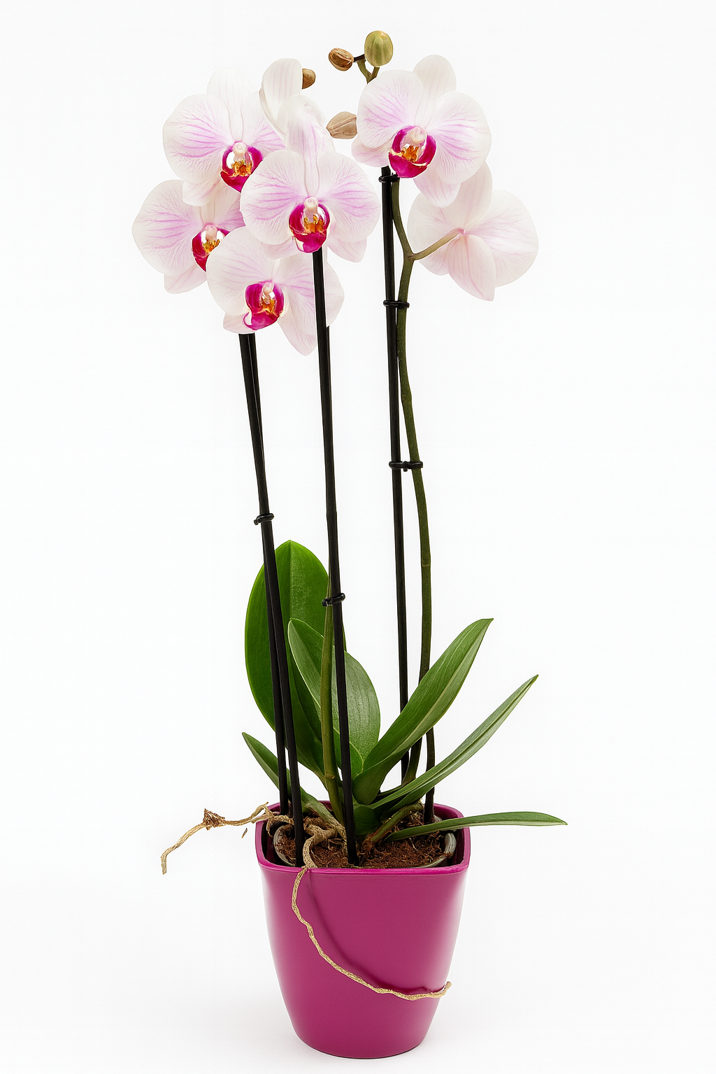 Orchidée Élégance