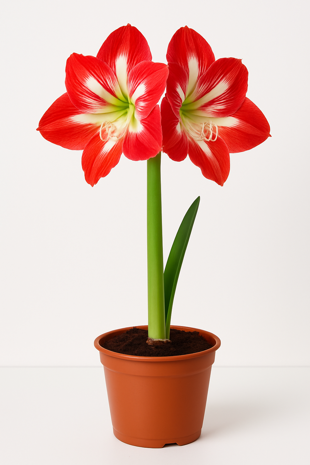 Z - Amaryllis