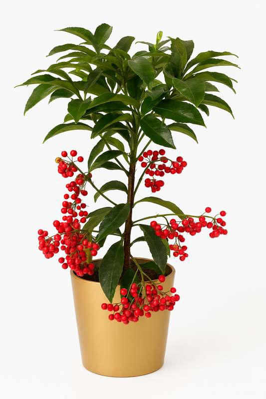 Plante Éclat d’Hiver – Baies rouges décoratives