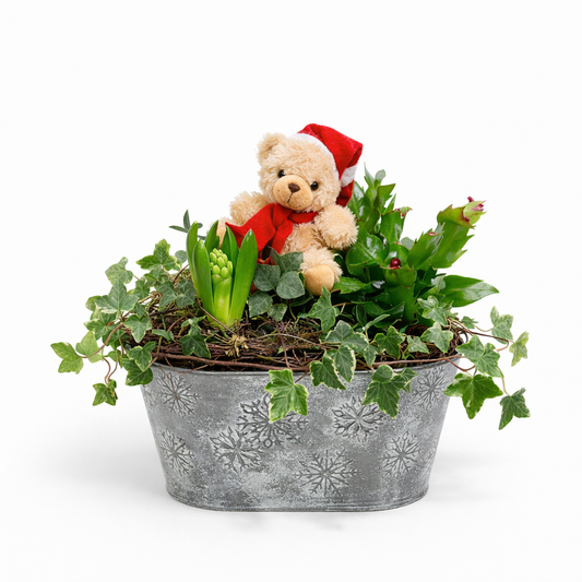 Composition végétale avec doudou – Douceur d’Hiver