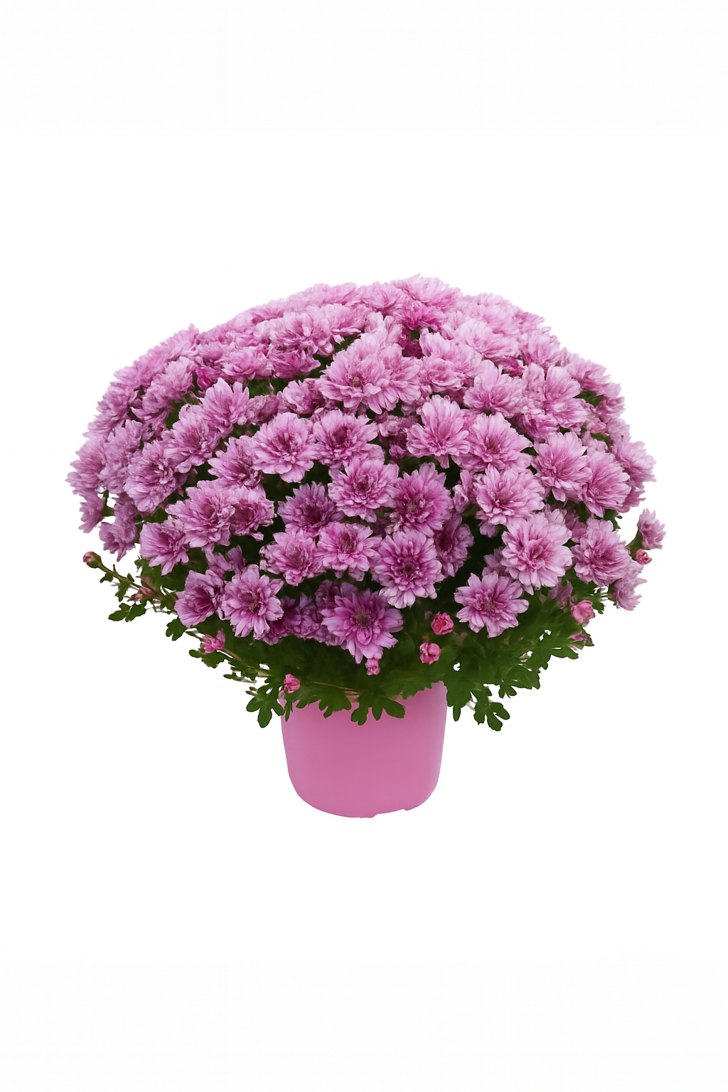 Chrysanthème Rose Tendre