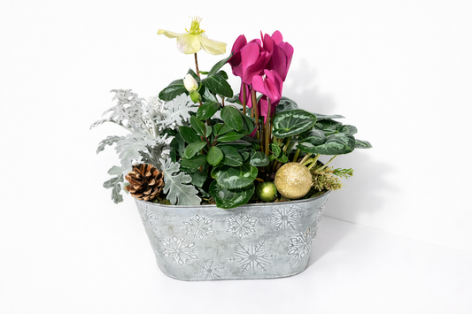 Composition végétale de saison – Cyclamen & Hellébore