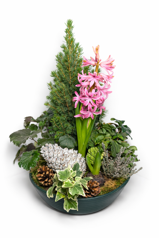 Composition végétale hivernale avec jacinthe rose et conifère