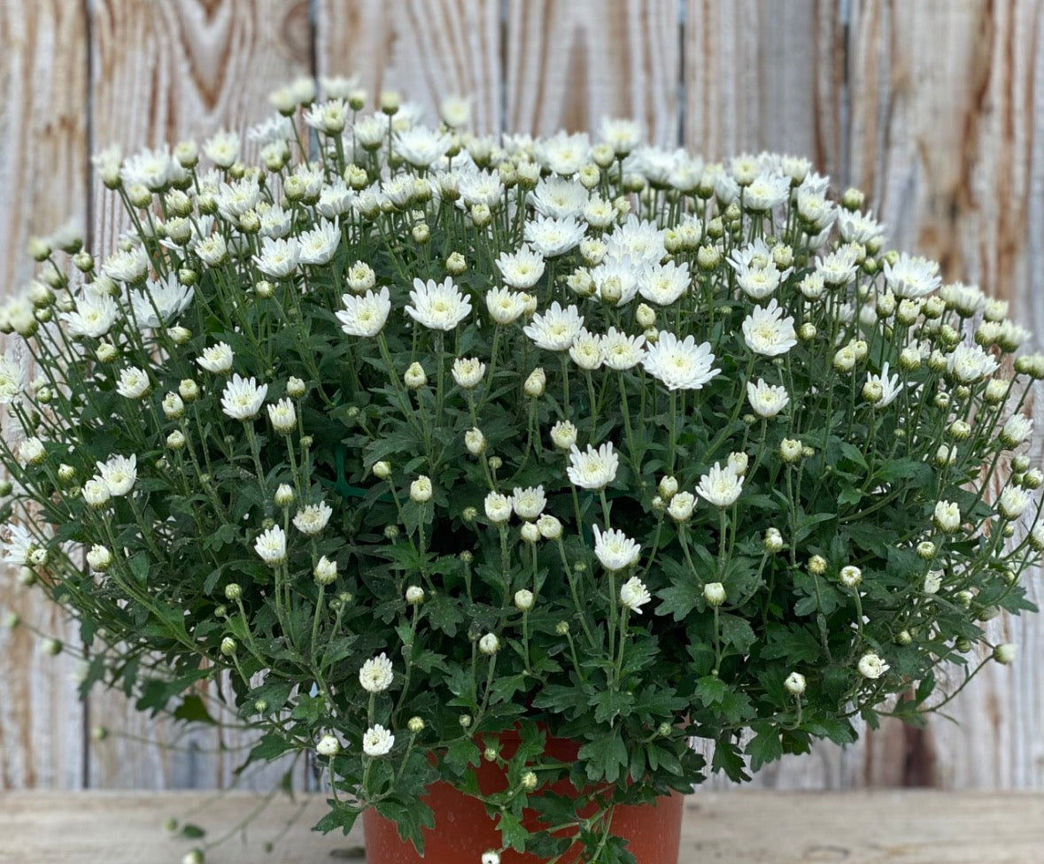 Chrysanthème blanc