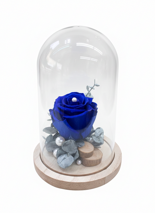 Rose Éternelle "Bleu Royal" sous Cloche