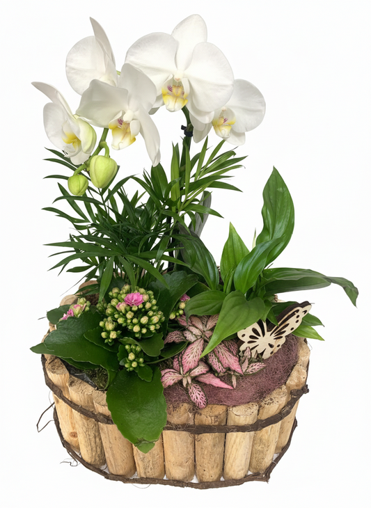 Composition "Jardin de Pureté" (Orchidée & Plantes Variées)