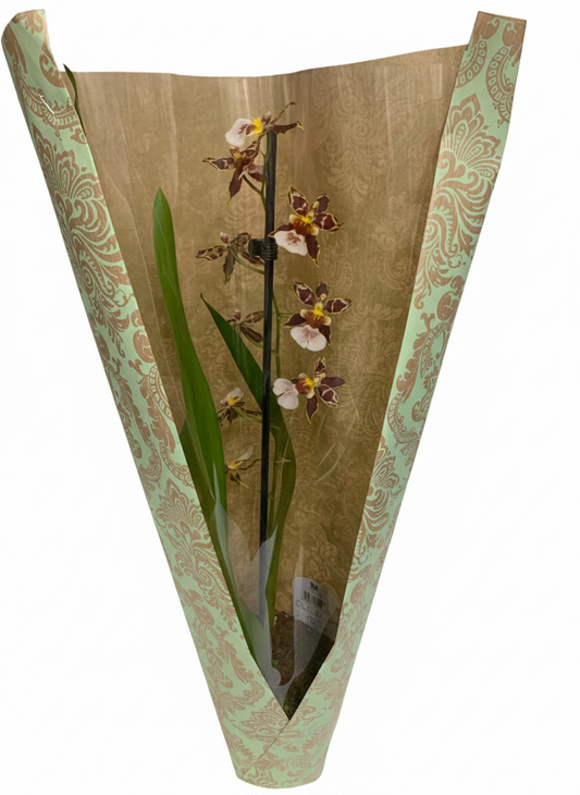 Orchidée Cambria "Mystique"