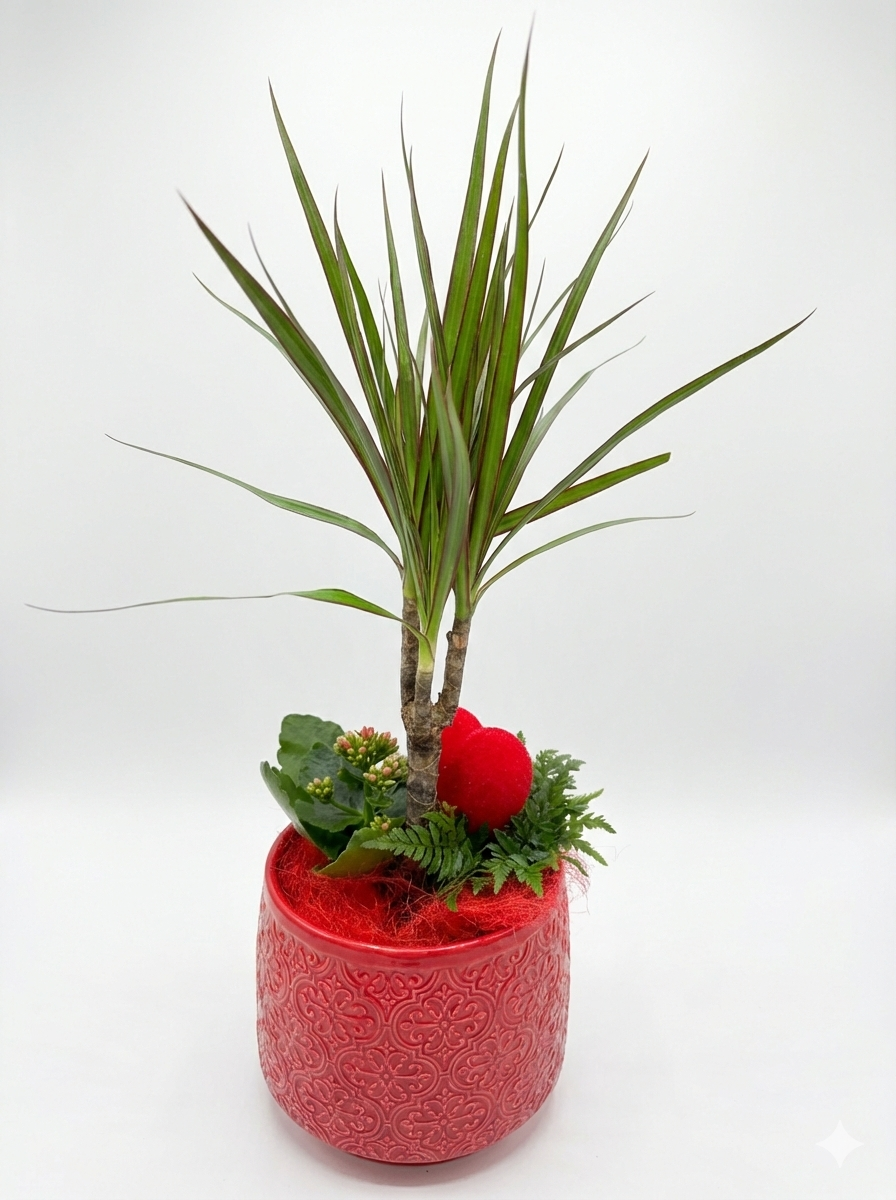 Potée de Plantes "Rouge Passion" – Dracaena & Pot Céramique