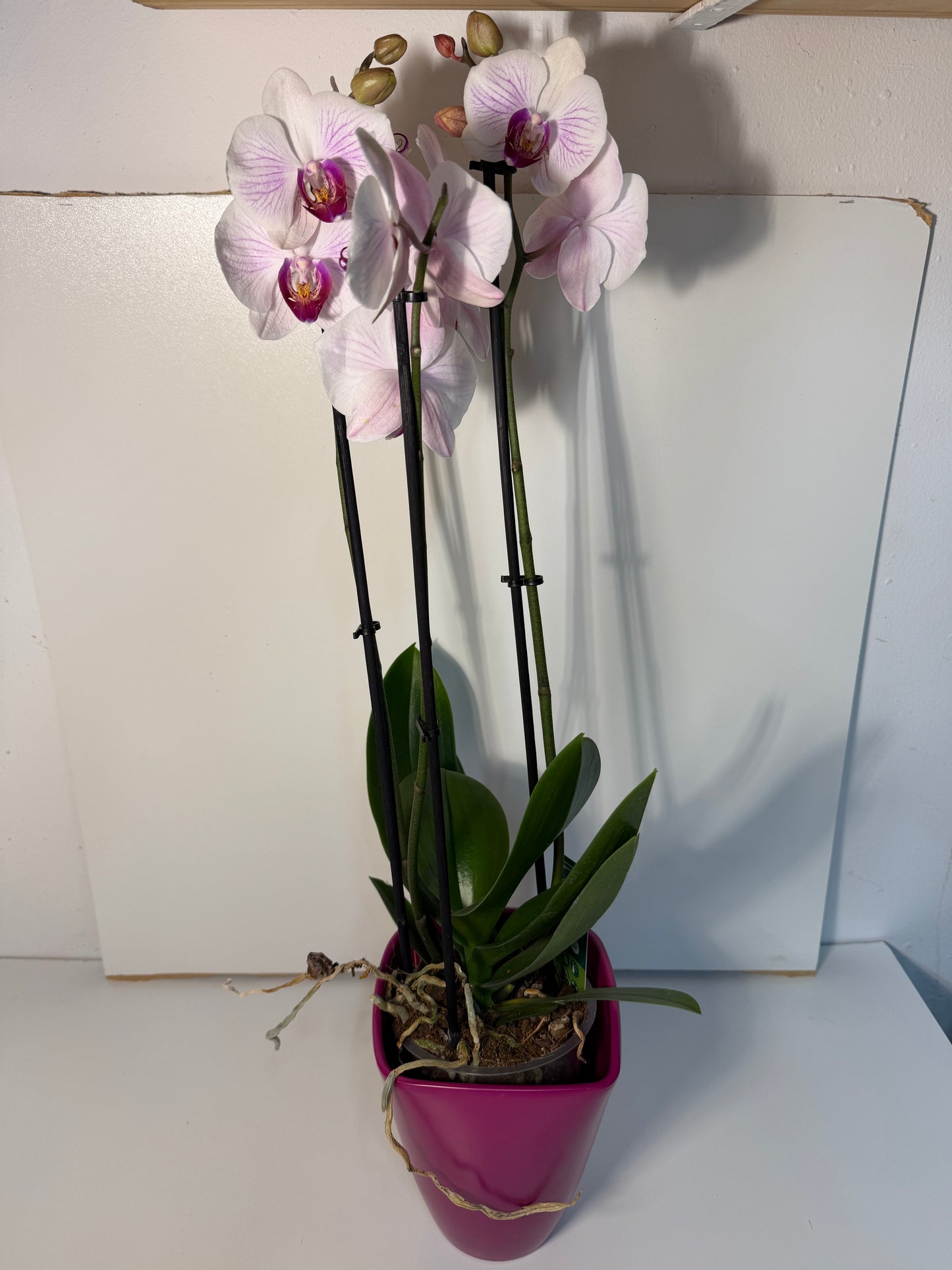 Orchidée Élégance
