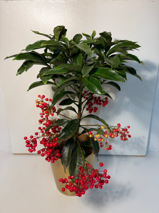 Plante Éclat d’Hiver – Baies rouges décoratives