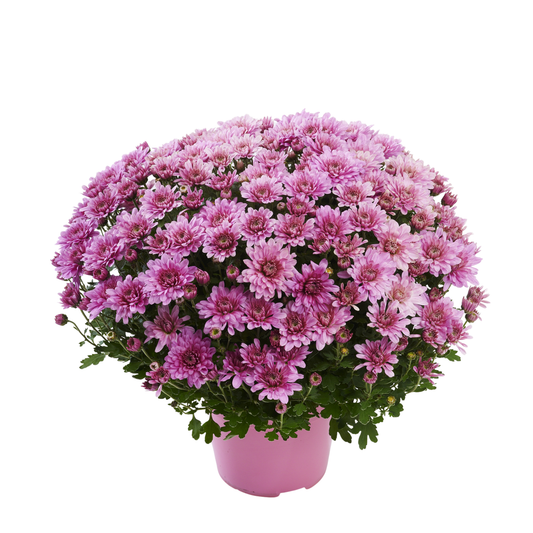 Chrysanthème Rose Tendre